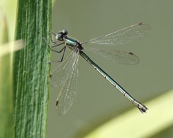 emerald damselfly